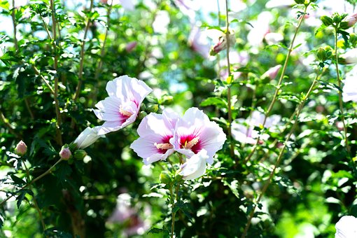 100以上の無料ムクゲ 花画像 Pixabay