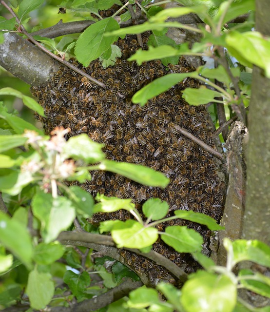 Ala, Abeja, Insectos, Colmena, Juntos