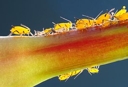 Lid Insect Lice Aphids Louse Colony - Free photo on Pixabay