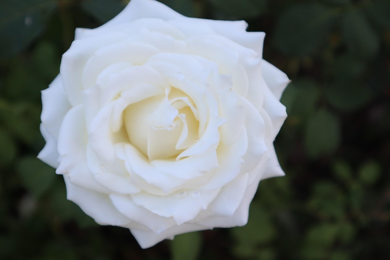 Rose Flower White - Free photo on Pixabay - Pixabay