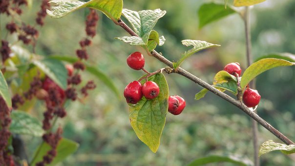 Cotoneaster, Bessen, Fruit, Sierheesters