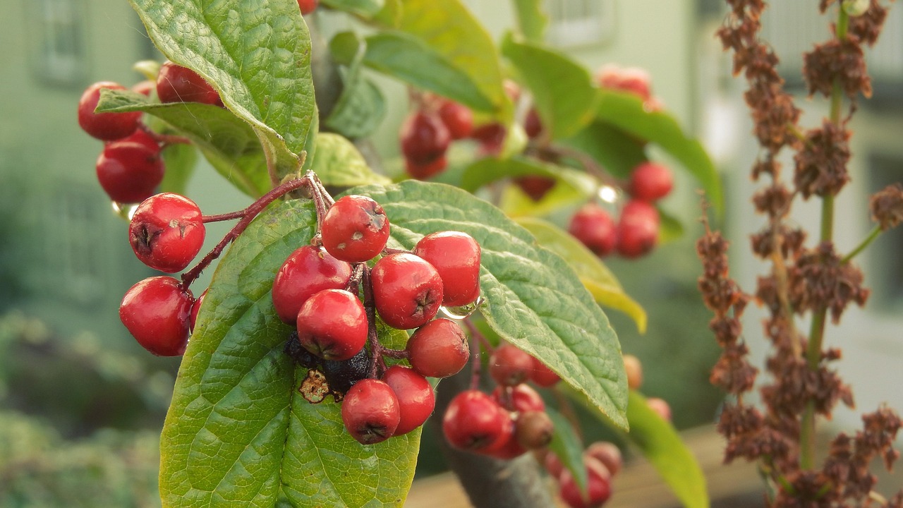 Cotoneaster, Bessen, Fruit, Sierheesters