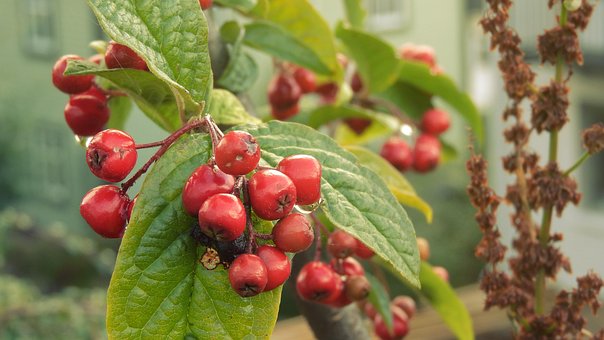 Cotoneaster, Bessen, Fruit, Sierheesters