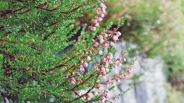 Heide, Roze Bloemen, Calluna Vulgaris