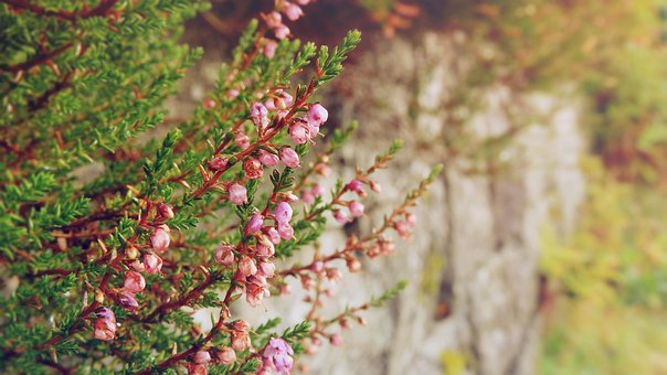 Heide, Roze Bloemen, Calluna Vulgaris