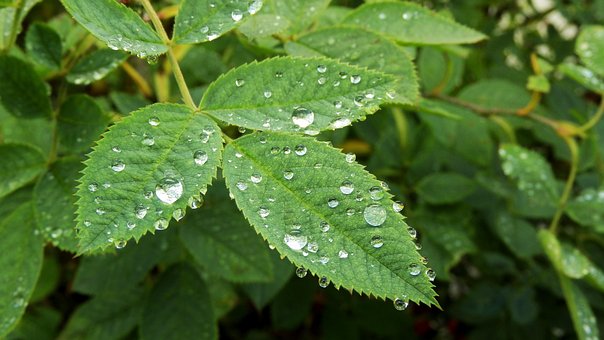 Rozenstruik, Roze Planten, Waterdruppels