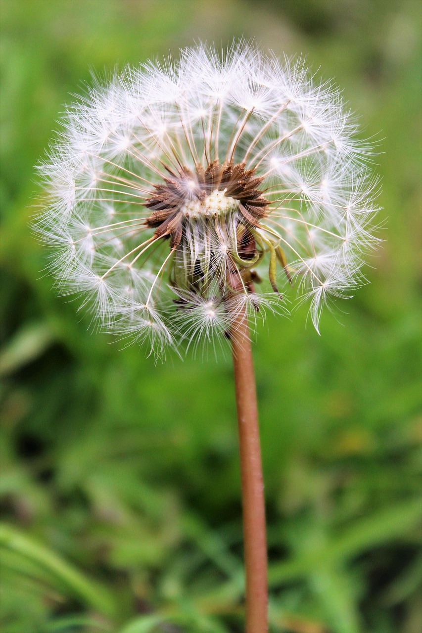 Dandelion Flower Wildflower Free photo on Pixabay Pixabay