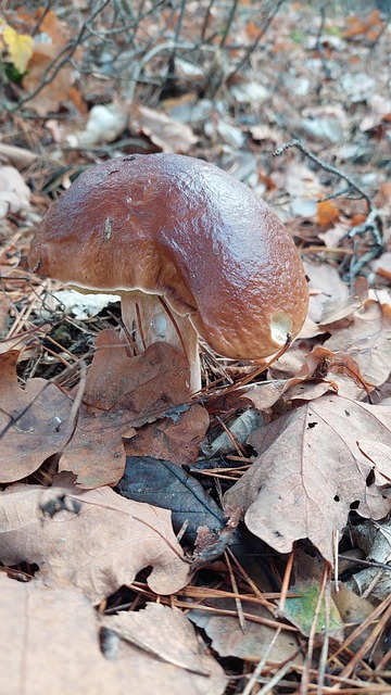 Free Mushroom Nature photo and picture