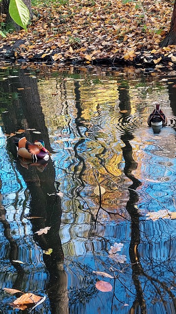 Free Duck Bird photo and picture