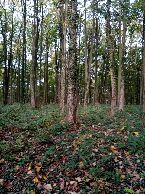 Skov, Gå, Fe, Mistisk, Efterår, Blad