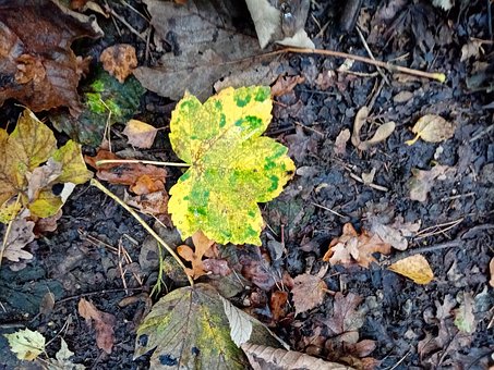 Efterår, Blad, Struktur, Faldet Blad