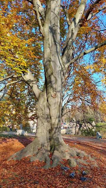 Free Tree Nature photo and picture