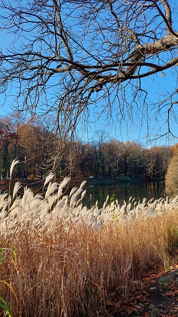Free Lake Nature photo and picture