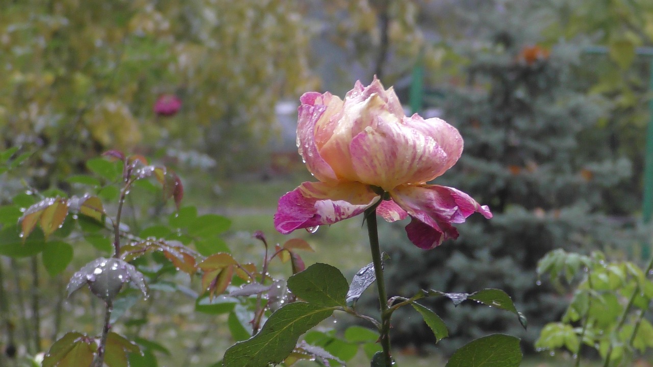 Rose Flower After The Rain - Free photo on Pixabay - Pixabay