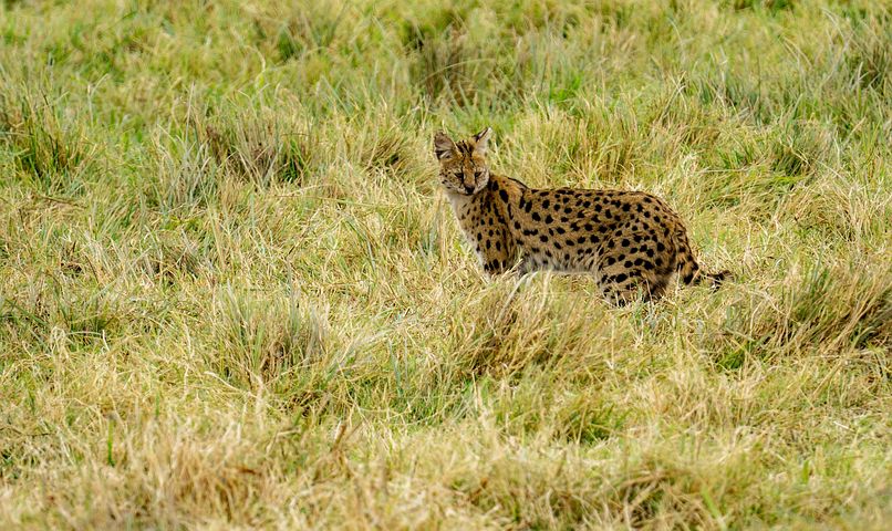 超过 张关于 薮 和 薮猫 的免费图片 Pixabay 超过 张关于 薮 和 薮猫 的免费图片 Pixabay