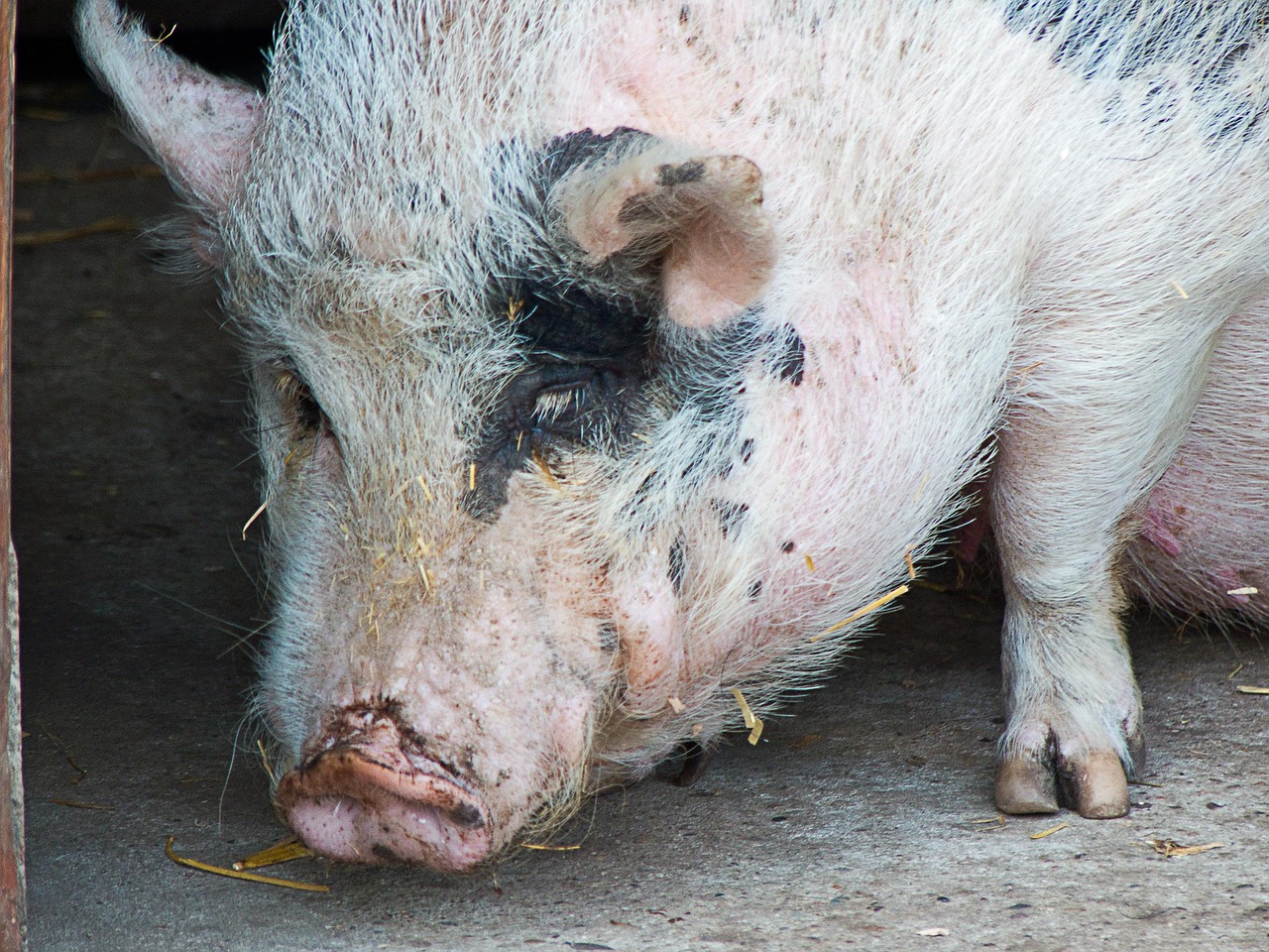PotBellied Pig Face Eyes Free photo on Pixabay Pixabay