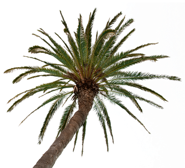 Free Palm Tree Tree illustration and picture