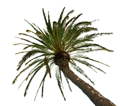 Free Palm Tree Tree illustration and picture
