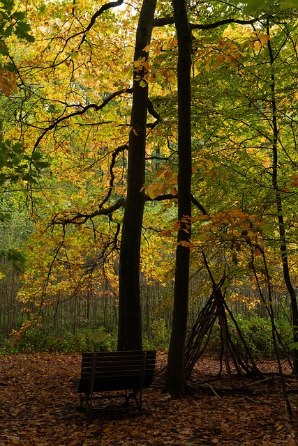 Free Fall Autumn Forest photo and picture