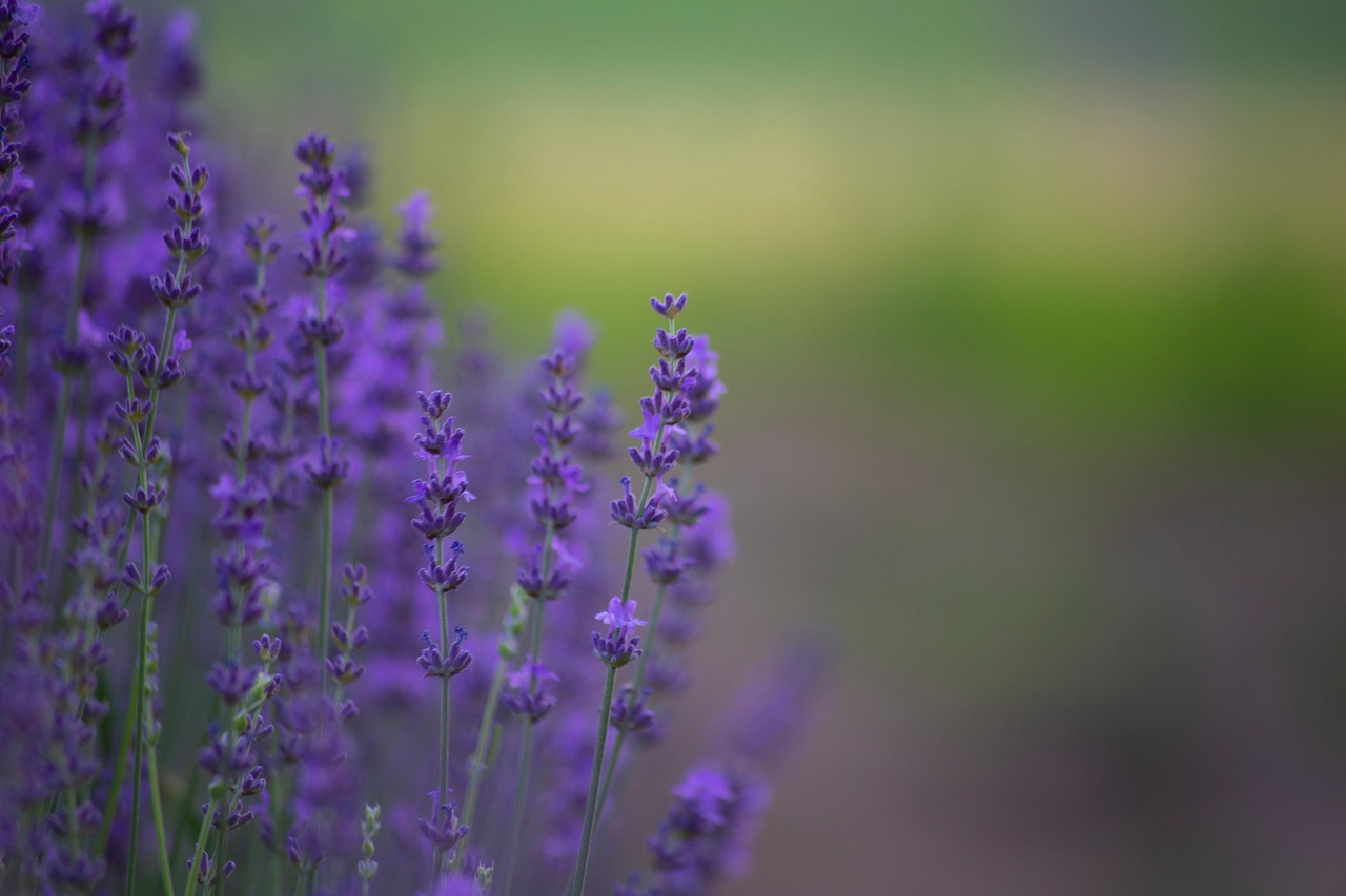 Lavender Flowers Purple Free photo on Pixabay Pixabay