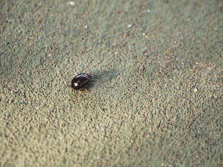 Free Beetle Bronze photo and picture