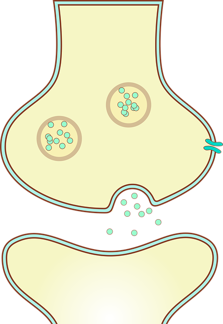 Neurona, Cerebro, Nervio, Neurociencia