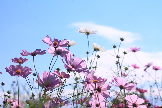 Free Cosmos Flowers photo and picture