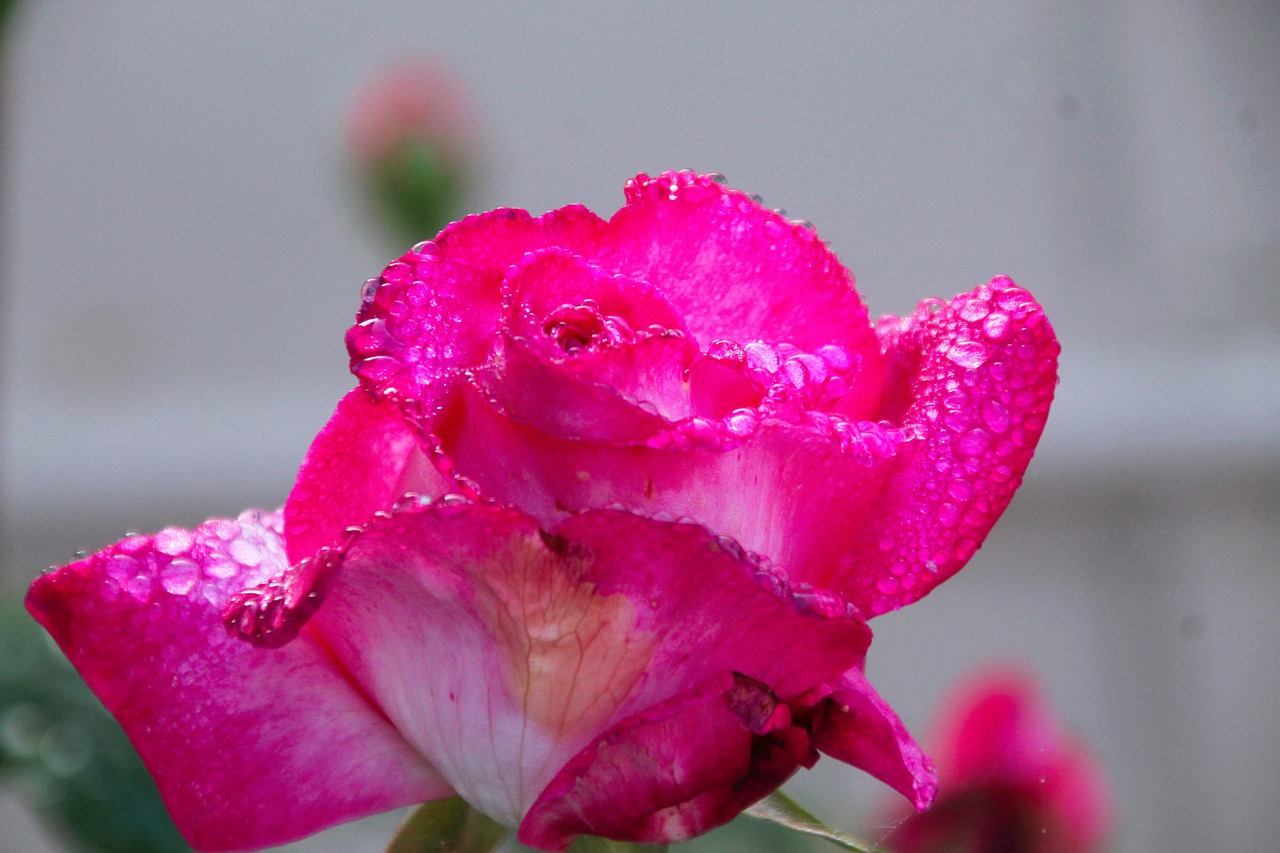 Rose Pink Flower - Free photo on Pixabay - Pixabay