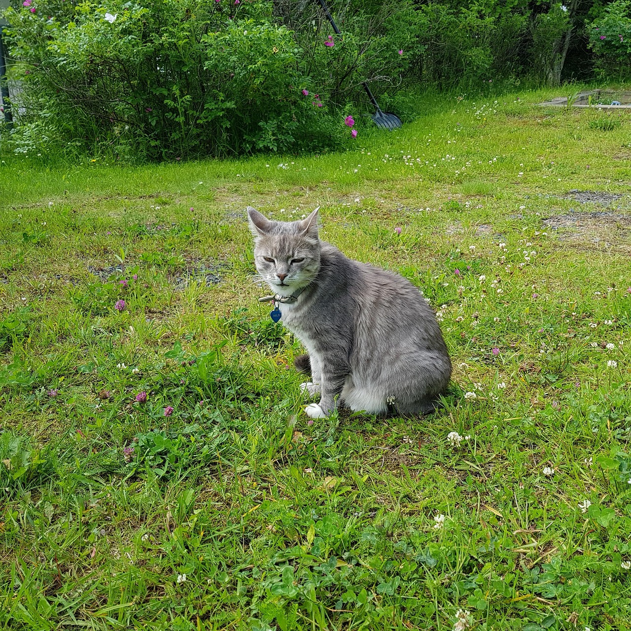 Cat Gazon - Photo gratuite sur Pixabay - Pixabay