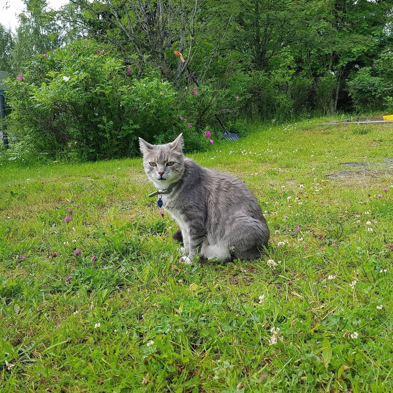 Cat Gazon - Photo gratuite sur Pixabay - Pixabay