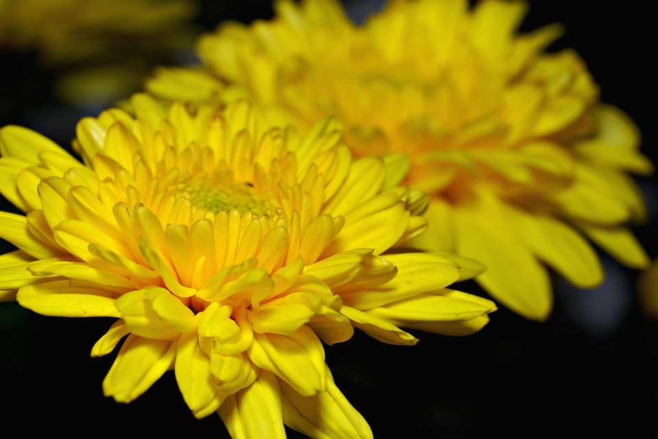 菊 フラワーズ 黄色の花 - Pixabayの無料写真