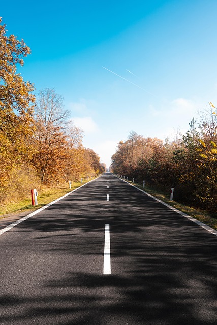 Free Road Forest photo and picture