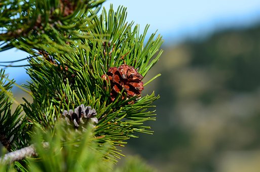 Free Conifer Pine Cones photo and picture