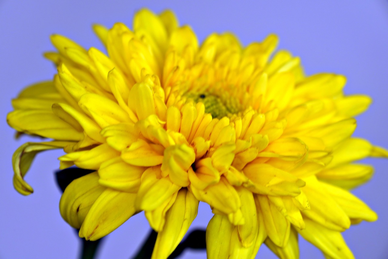 Chrysanthemum Flower Yellow Free photo on Pixabay Pixabay