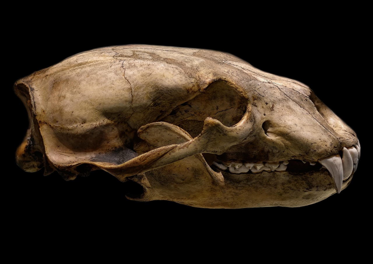 Polar Bear Skull - free online jigsaw puzzle photo