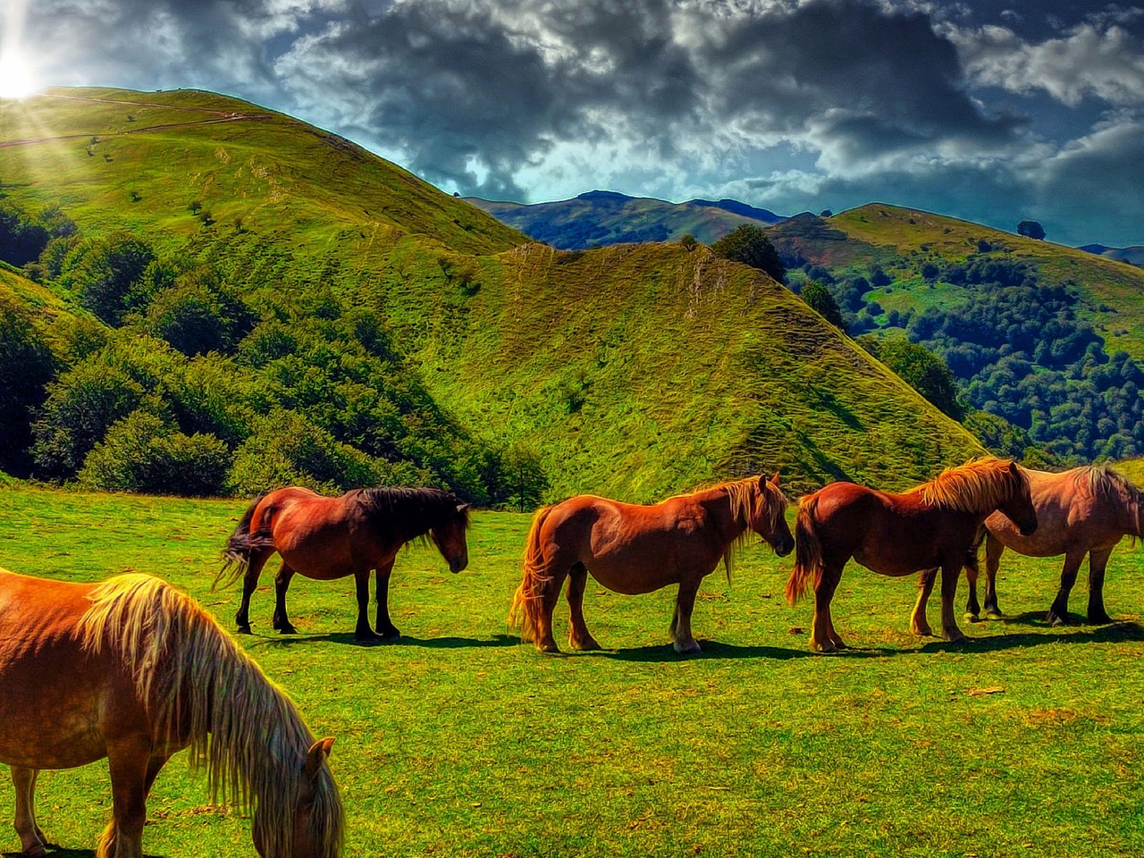 马匹 动物 自然 - Pixabay上的免费照片 - Pixabay