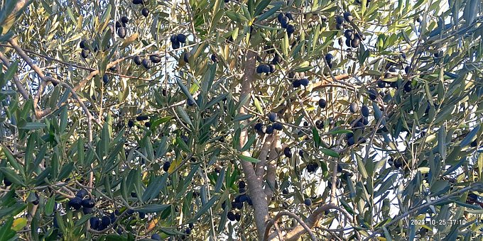 Free Collection Olives photo and picture