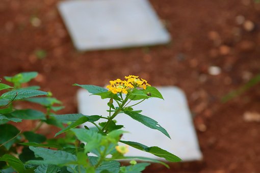 Free Flowers Autumn photo and picture