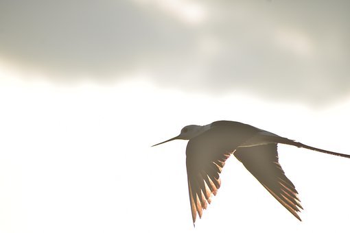 Free Bird Nature photo and picture