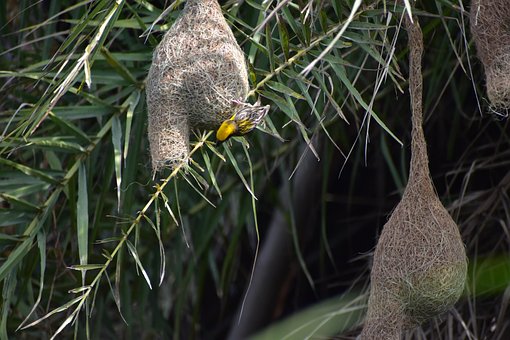 Free Bird Nature photo and picture