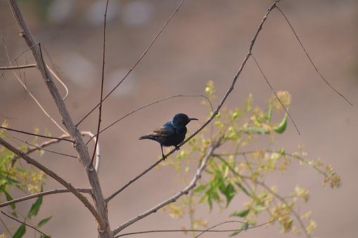 Free Bird Nature photo and picture