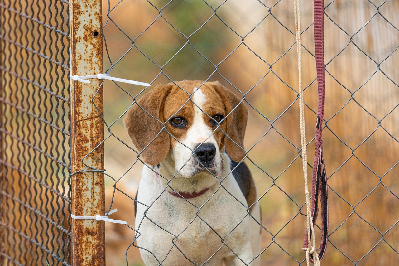 Dog - free online jigsaw puzzle photo