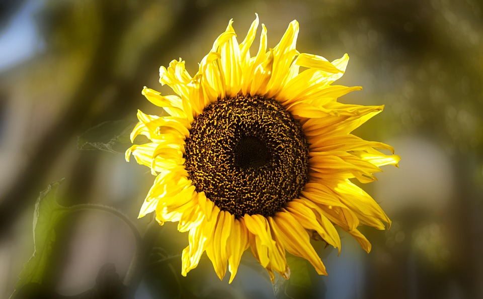 Sunflower Flower Yellow - Free photo on Pixabay