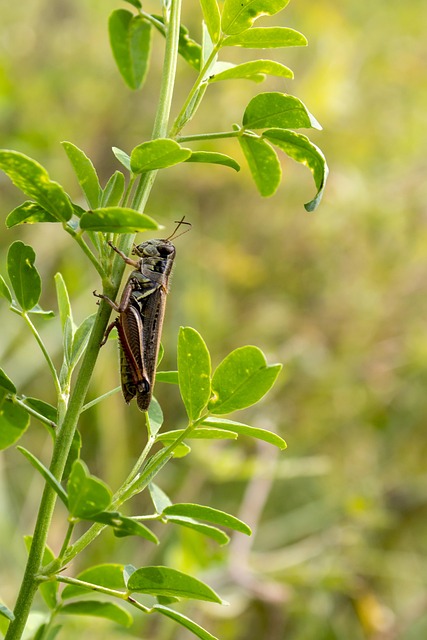 Sprinkhaan, Kever, Insect, Natuur
