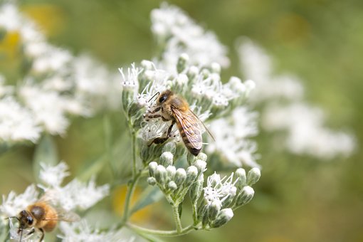 Honingbijen, Bloemen, Bestuiving, Bij