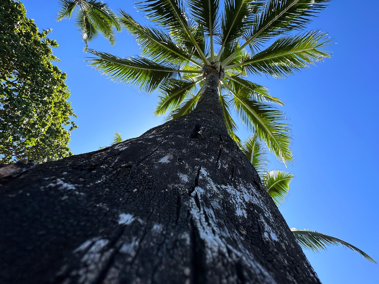 The Scenery Tree Upside Down Free photo on Pixabay Pixabay