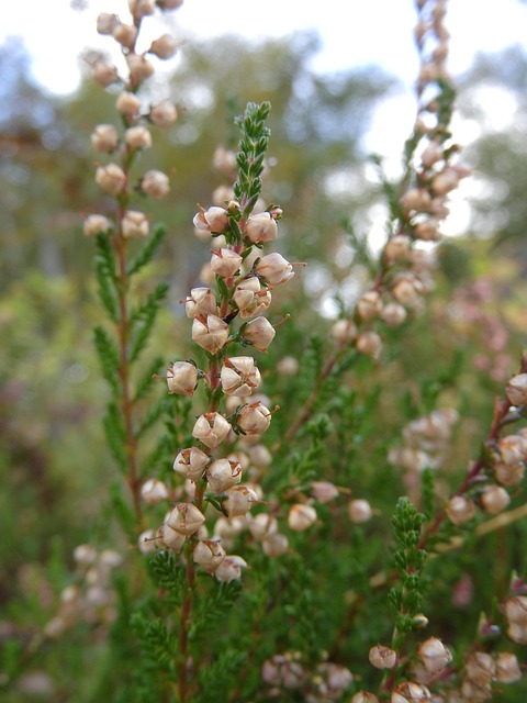 Calluna Vulgaris, Calluna, Heide