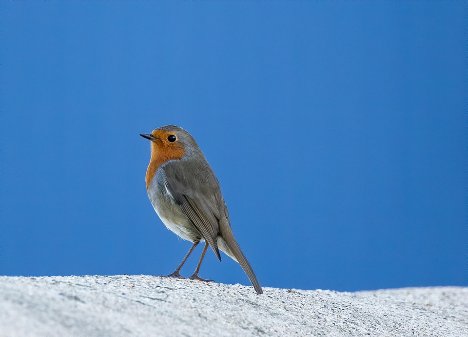 Robin Bird Wall Blue Free photo on Pixabay Pixabay