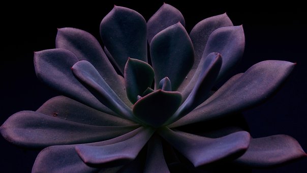 Saftig, Echeveria, Zimmerpflanze