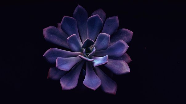 Sukkulente, Echeveria, Rosette